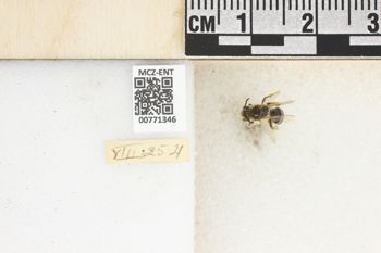 Media type: image;   Entomology 771346 Aspect: Labels